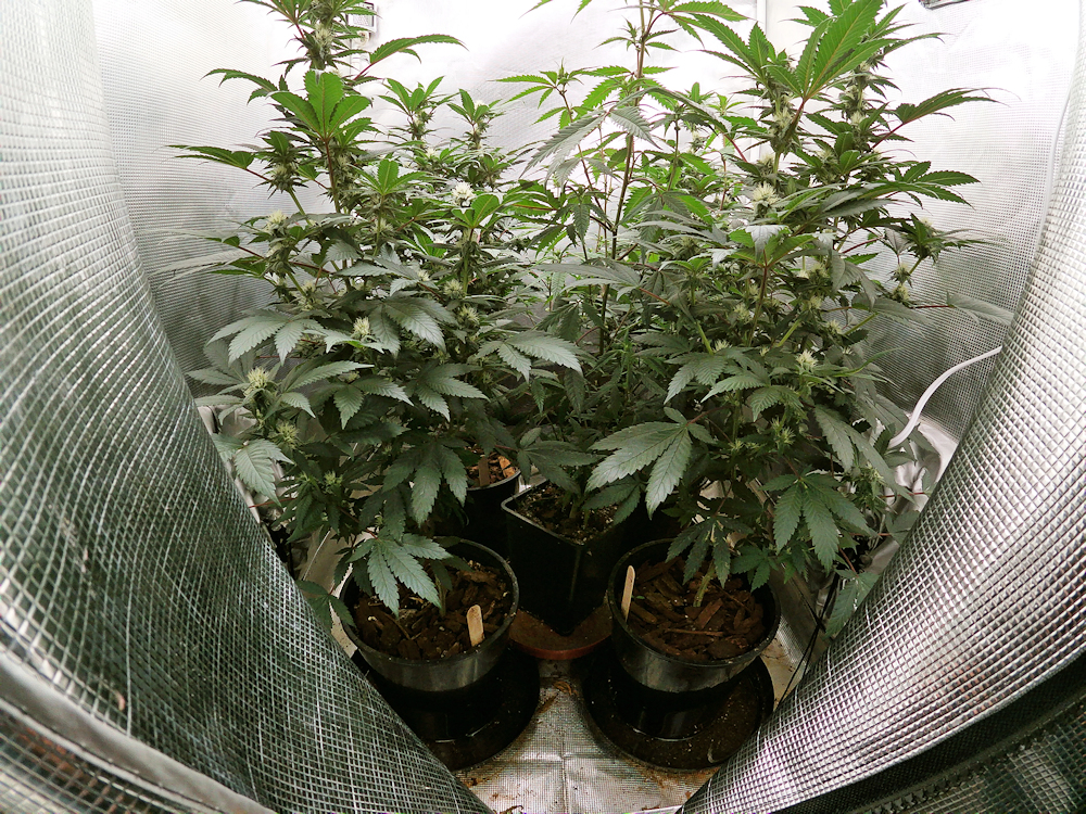 Micropond Breeding Plants in 2-Gallon Containers with Oversized Catch-Trays