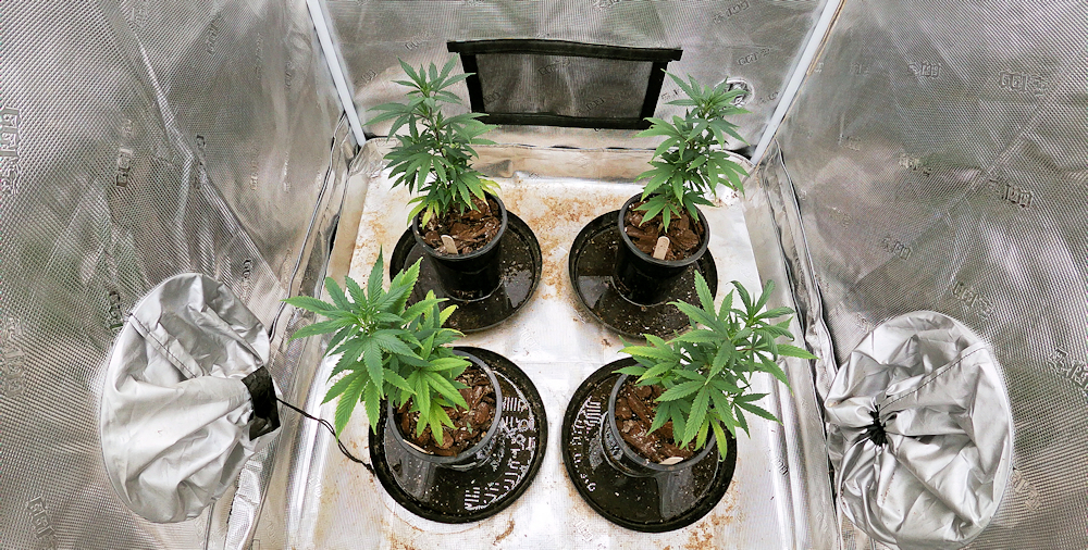 Just Transplanted from 3-Inch Pots into 1-Gallon Pots for the Next Experiment